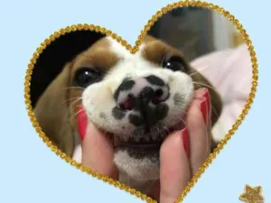 Cachorro raça SRD-ViraLata idade Abaixo de 2 meses nome Karen