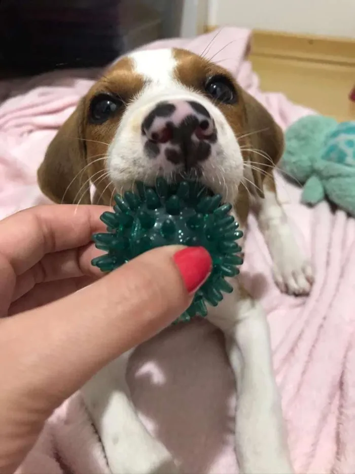 Cachorro ra a SRD-ViraLata idade  nome Karen