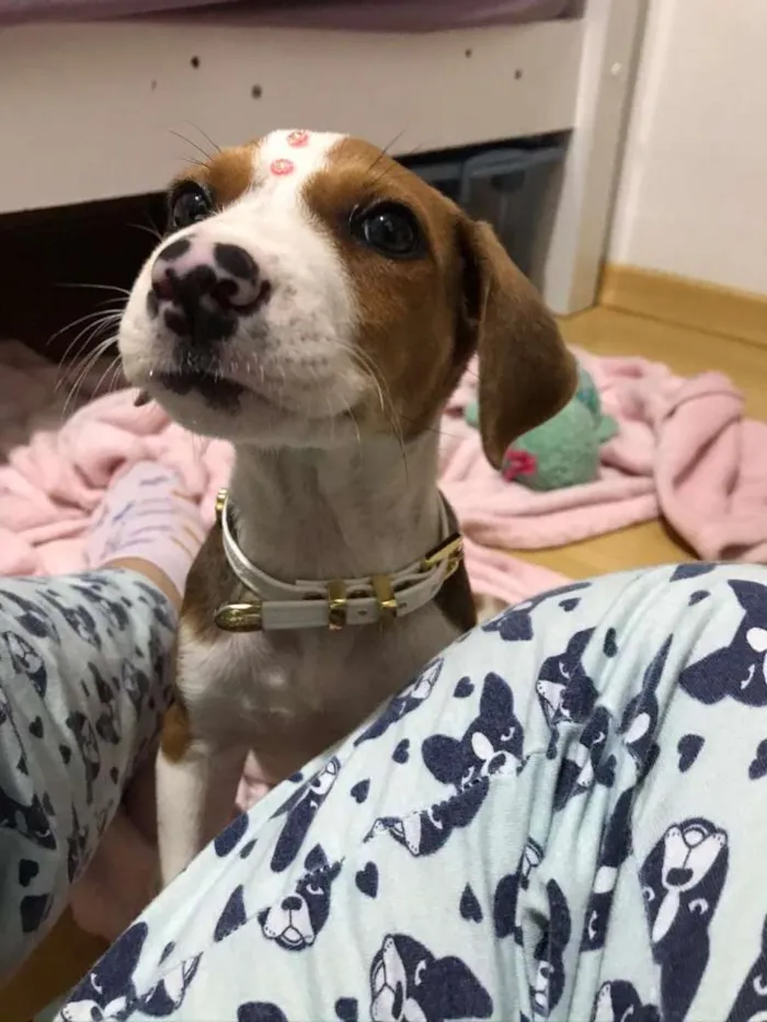 Cachorro ra a SRD-ViraLata idade  nome Karen