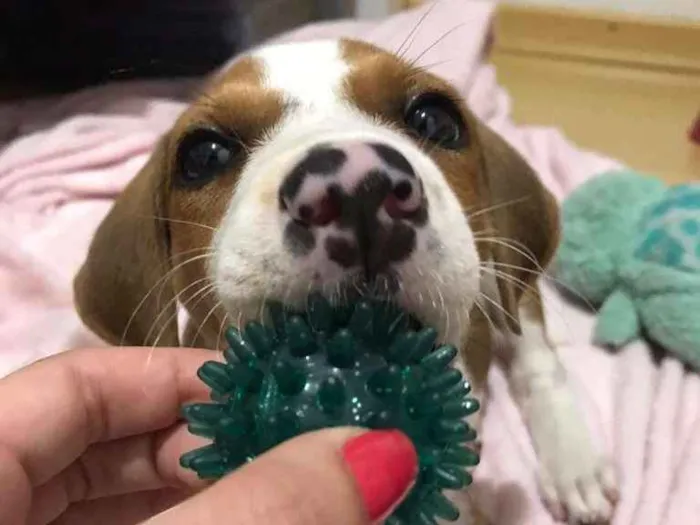 Cachorro ra a SRD-ViraLata idade  nome Karen