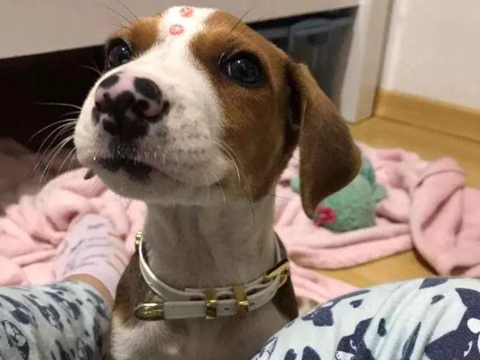 Cachorro ra a SRD-ViraLata idade  nome Karen