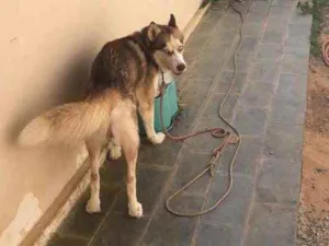 Cachorro raça Husky Siberiano idade 5 anos nome Thor