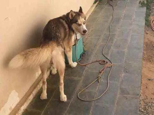 Cachorro ra a Husky Siberiano idade 5 anos nome Thor