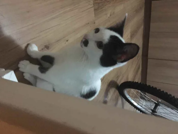 Gato ra a SRD idade 2 a 6 meses nome Lili