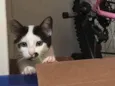 Lili