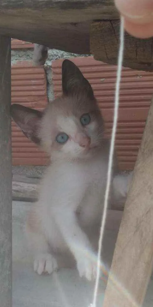 Gato ra a Pelo curto brasileiro idade 2 a 6 meses nome Não tem nome