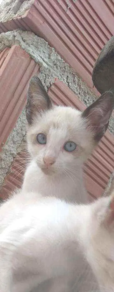 Gato ra a Pelo curto brasileiro idade 2 a 6 meses nome Não tem nome