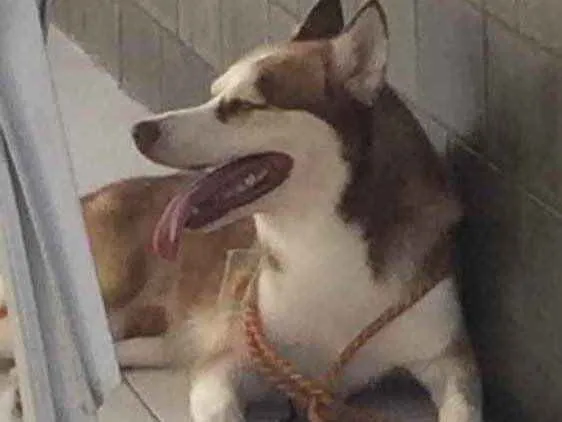 Cachorro ra a Husky Siberiano idade 5 anos nome Thor