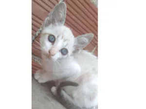 Gato raça Pelo curto brasileiro idade 2 a 6 meses nome Não tem nome