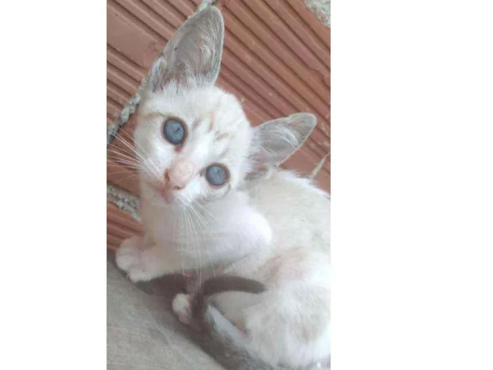 Gato ra a Pelo curto brasileiro idade 2 a 6 meses nome Não tem nome