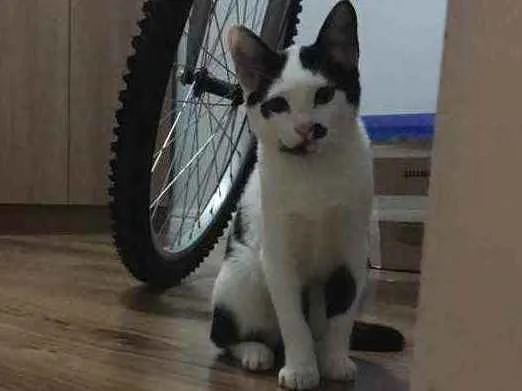 Gato ra a SRD idade 2 a 6 meses nome Lili