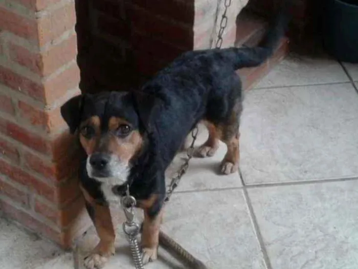 Cachorro ra a SRD idade 4 anos nome Fiel