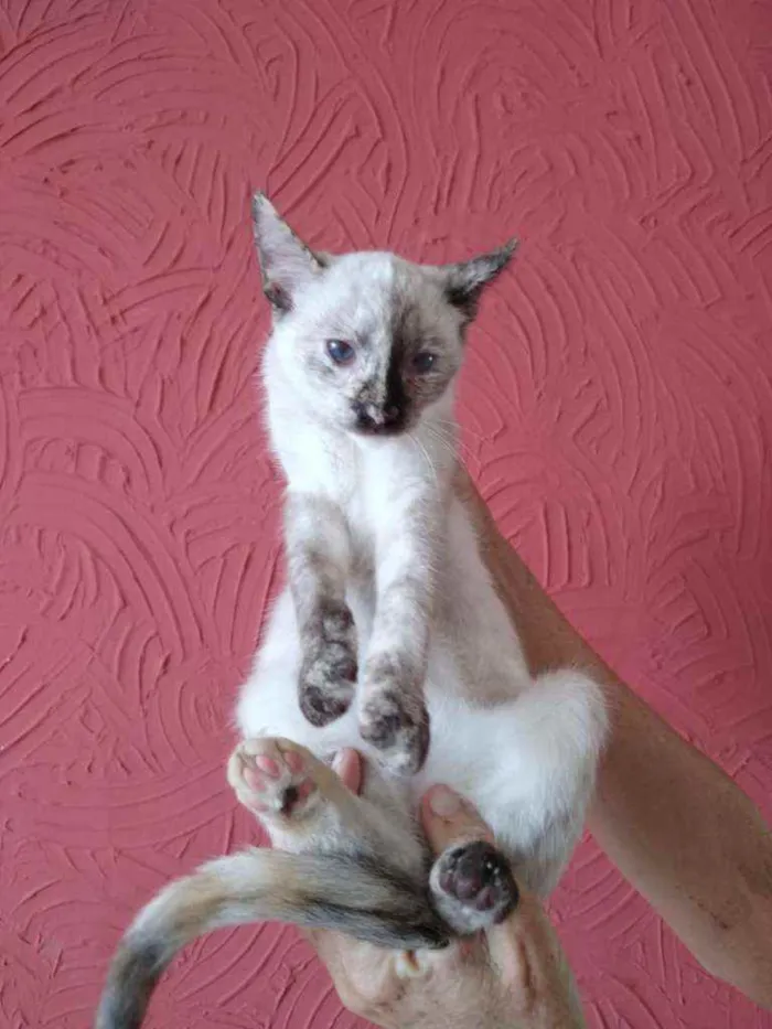 Gato raça Siamês idade 2 a 6 meses nome Leona