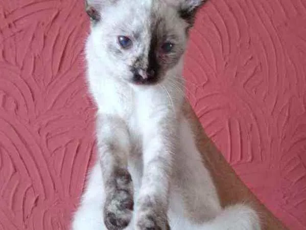 Gato raça Siamês idade 2 a 6 meses nome Leona