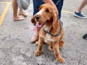 Cachorro raça Cocker idade 1 ano nome Tufão