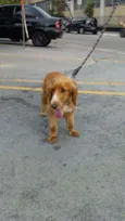 Cachorro raça Cocker idade 1 ano nome Tufão