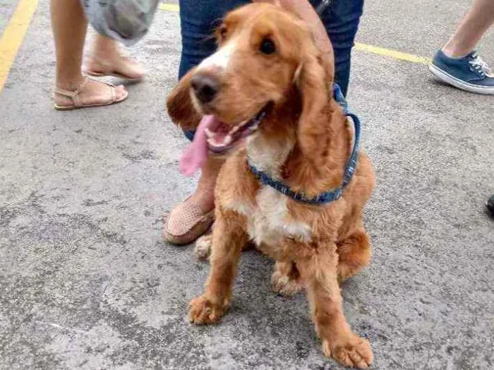 Cachorro raça Cocker idade 1 ano nome Tufão