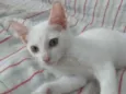 Sâncha 