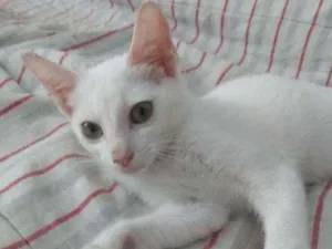 Gato raça Srd idade Abaixo de 2 meses nome Sâncha 