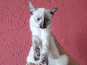 Gato raça Siamês idade 2 a 6 meses nome Leona