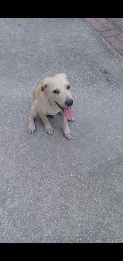 Cachorro ra a Mix labrador idade 1 ano nome Folic