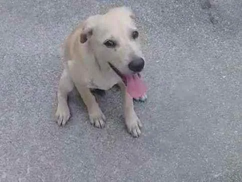 Cachorro ra a Mix labrador idade 1 ano nome Folic