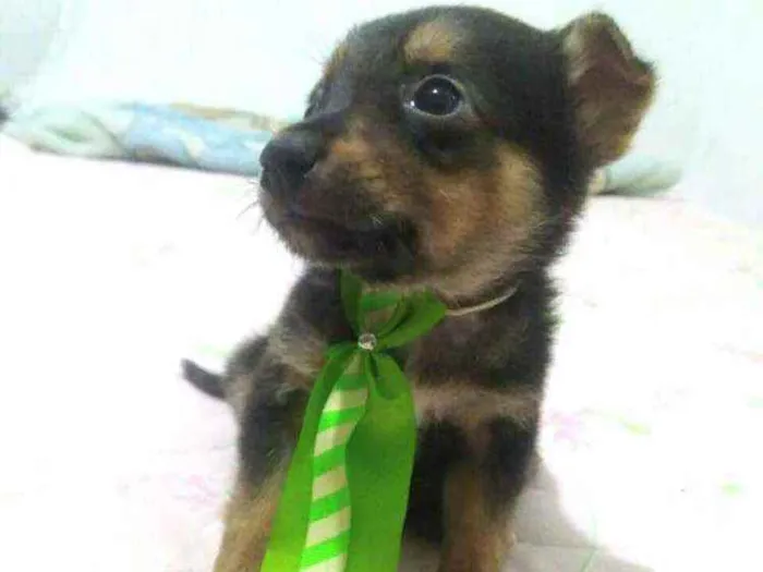 Cachorro raça  idade 2 a 6 meses nome Filhotes D. Jane