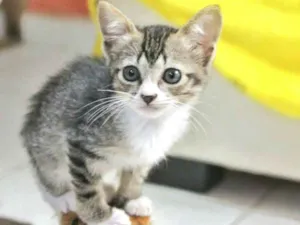 Gato raça  idade 2 a 6 meses nome Filhote 