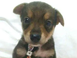 Cachorro raça  idade 2 a 6 meses nome Filhotes D. Jane