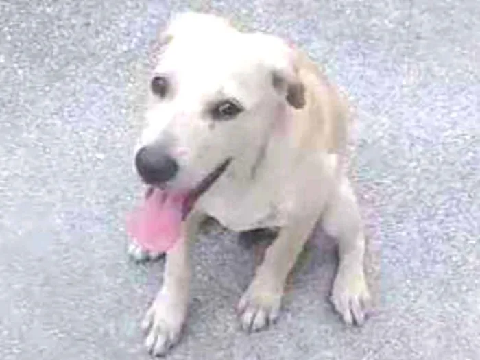 Cachorro ra a Mix labrador idade 1 ano nome Folic