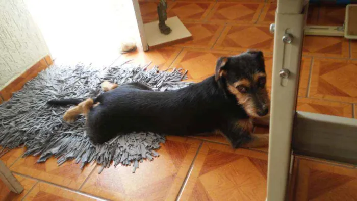 Cachorro ra a Indefinida idade 7 a 11 meses nome Kira