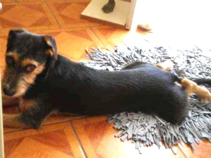Cachorro ra a Indefinida idade 7 a 11 meses nome Kira