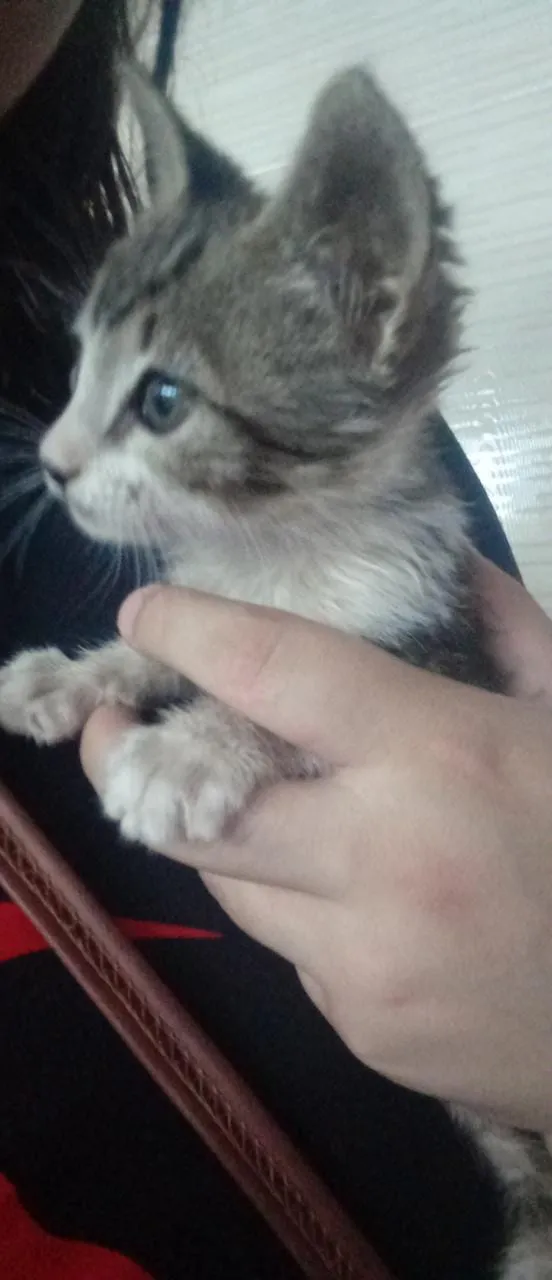 Gato ra a Vira lata idade 2 a 6 meses nome Mila