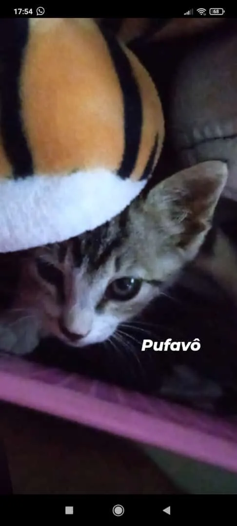 Gato ra a Vira lata idade 2 a 6 meses nome Mila