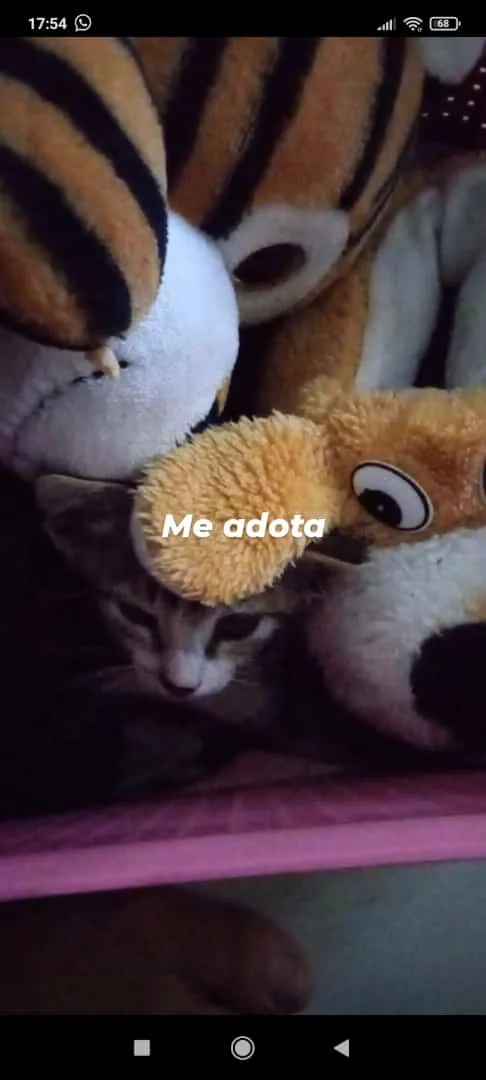 Gato ra a Vira lata idade 2 a 6 meses nome Mila