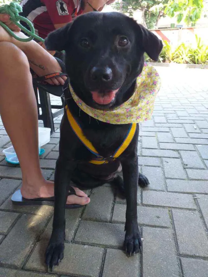 Cachorro ra a SRD idade 2 anos nome Lua