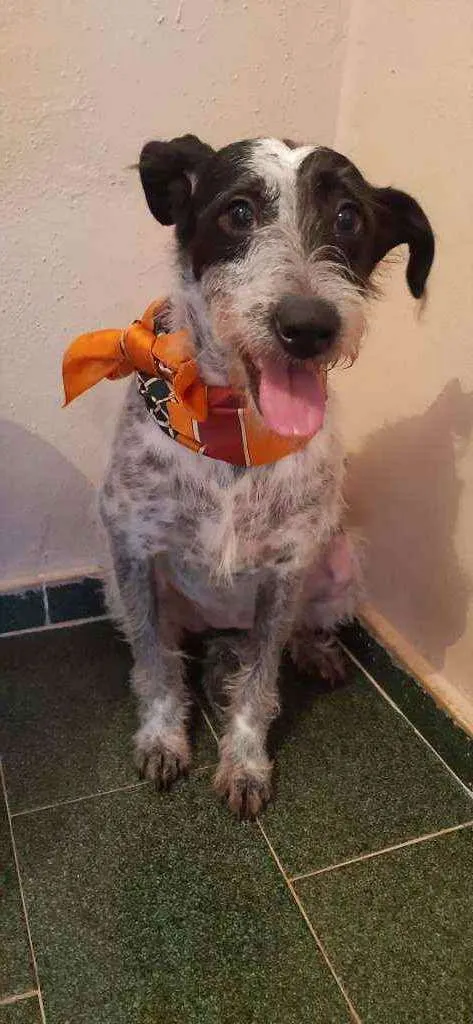 Cachorro ra a SRD idade 2 anos nome Bella