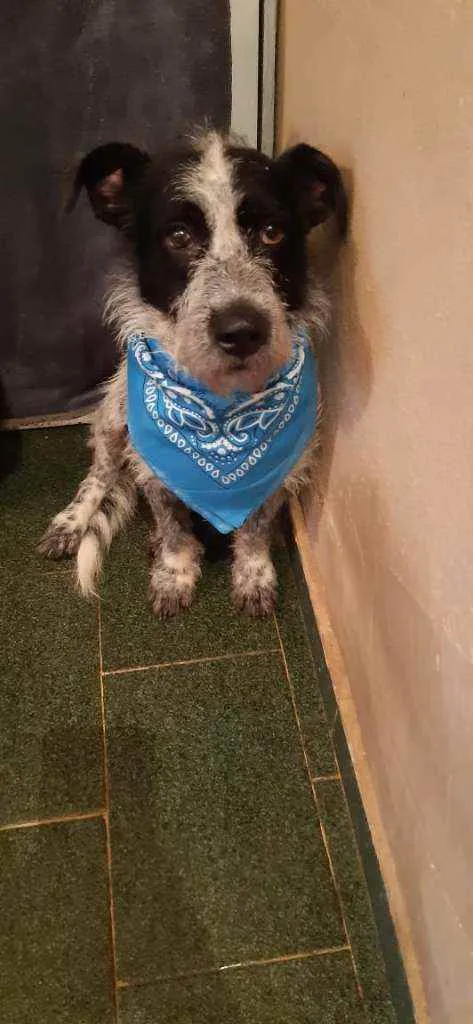 Cachorro ra a SRD idade 2 anos nome Bidu