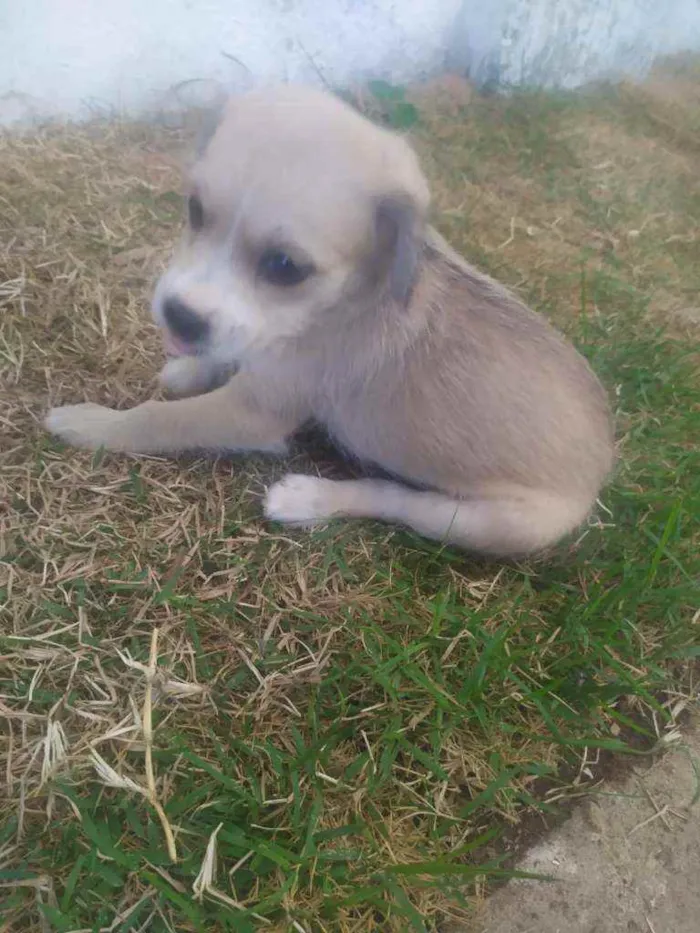 Cachorro ra a Raça não definida idade 2 a 6 meses nome Leide e filhotes