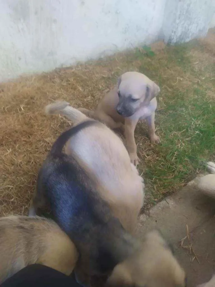 Cachorro ra a Raça não definida idade 2 a 6 meses nome Leide e filhotes