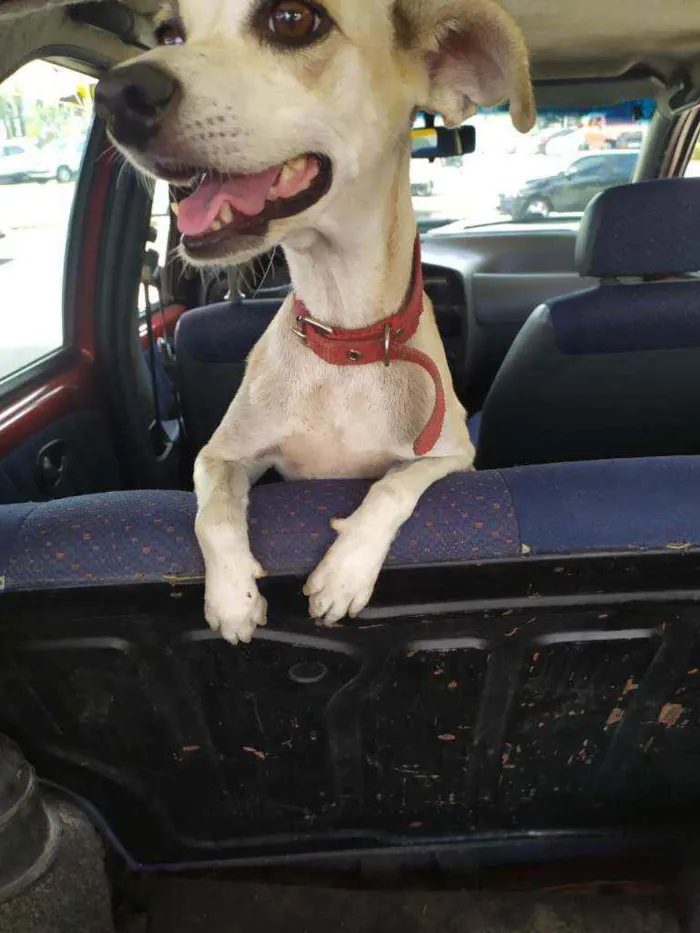 Cachorro ra a Raça não definida idade 2 a 6 meses nome Leide e filhotes