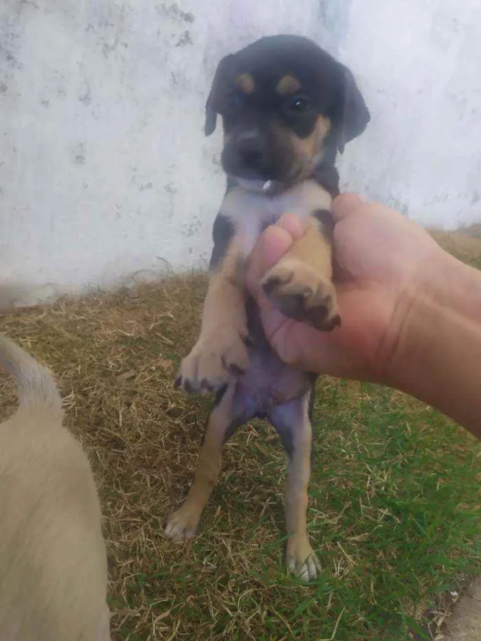 Cachorro ra a Raça não definida idade 2 a 6 meses nome Leide e filhotes