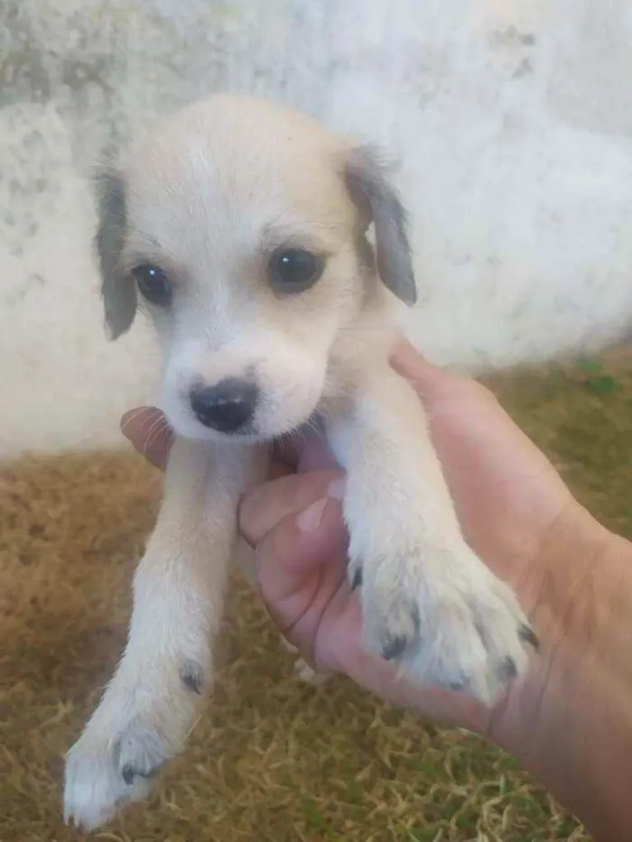 Cachorro ra a Raça não definida idade 2 a 6 meses nome Leide e filhotes
