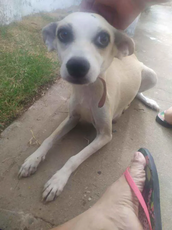 Cachorro ra a Raça não definida idade 2 a 6 meses nome Leide e filhotes