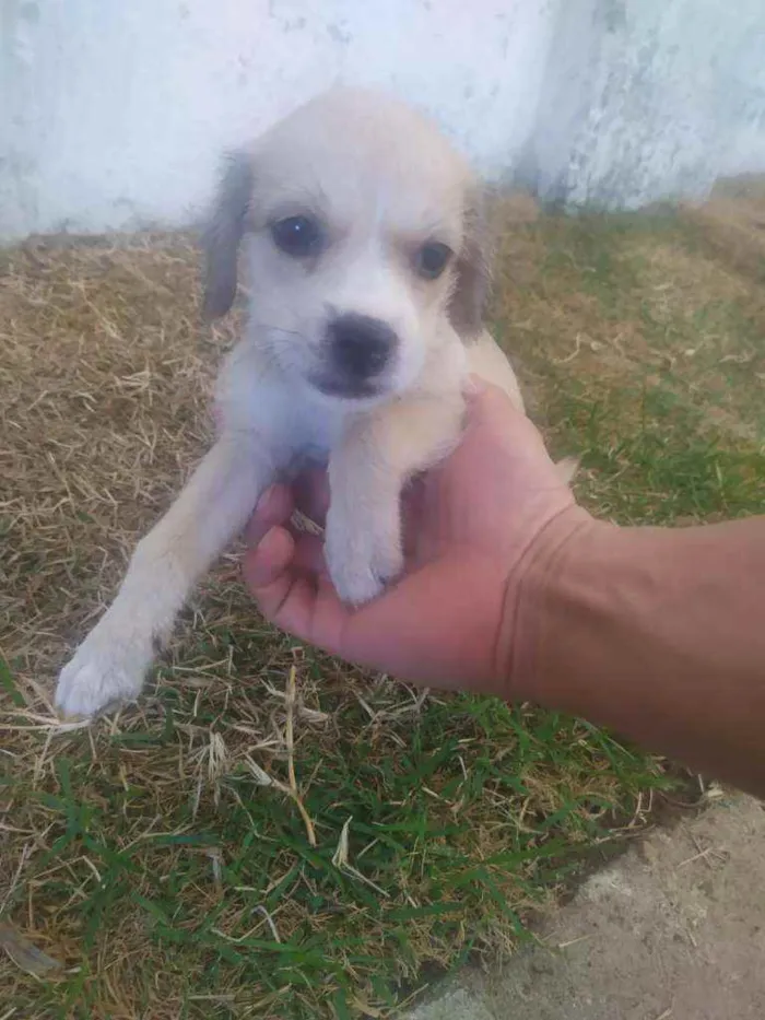 Cachorro ra a Raça não definida idade 2 a 6 meses nome Leide e filhotes