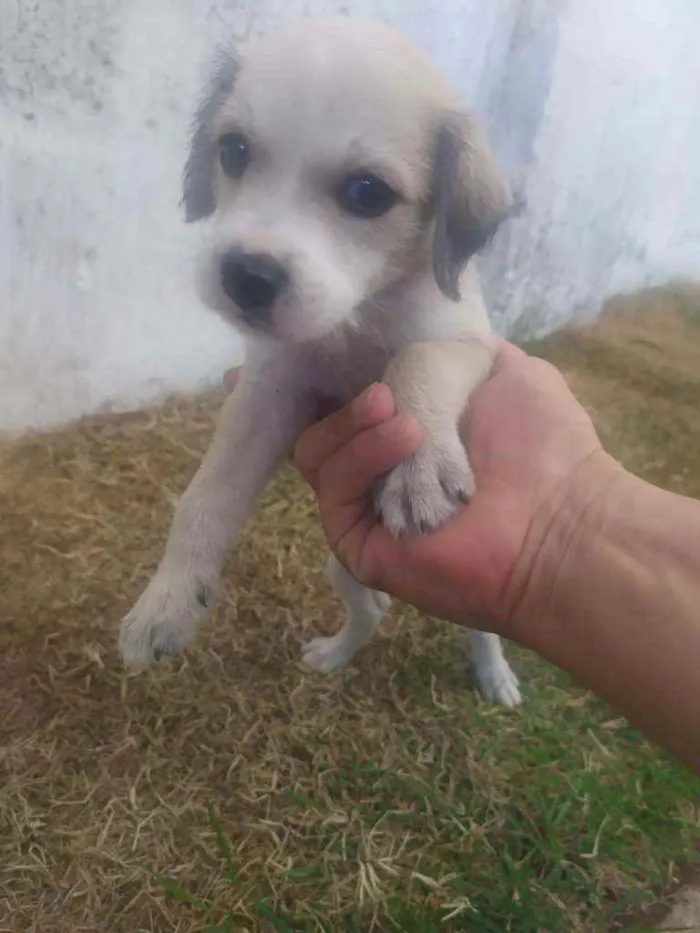Cachorro ra a Raça não definida idade 2 a 6 meses nome Leide e filhotes