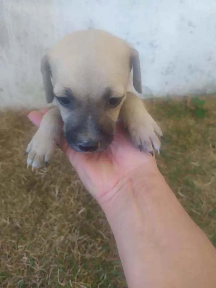 Cachorro ra a Raça não definida idade 2 a 6 meses nome Leide e filhotes