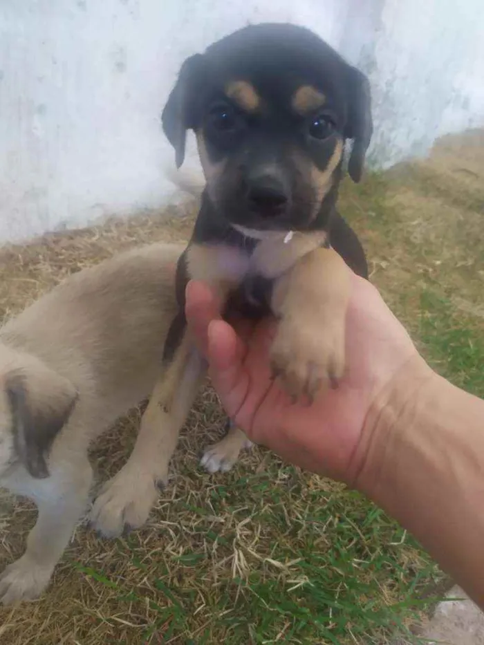 Cachorro ra a Raça não definida idade 2 a 6 meses nome Leide e filhotes