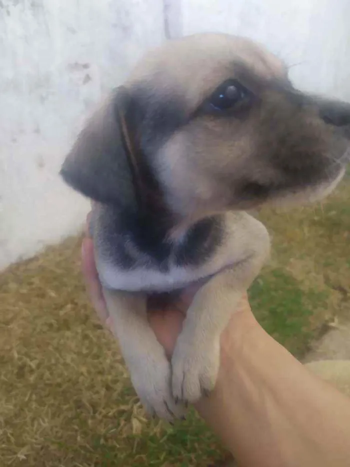 Cachorro ra a Raça não definida idade 2 a 6 meses nome Leide e filhotes