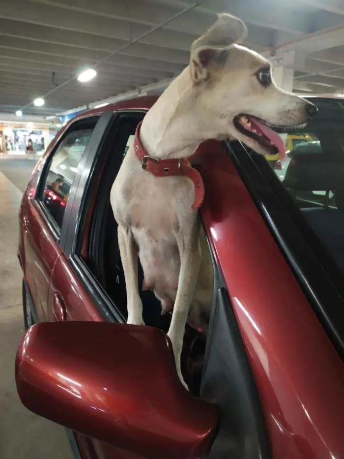Cachorro ra a Raça não definida idade 2 a 6 meses nome Leide e filhotes